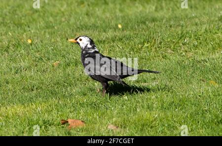 Preston, Lancashire, Großbritannien. April 2021. Eine Amsel mit weißen Federn Flecken machen ihn von der Menge in einem Garten abheben, Preston, Lancashire. Die männliche Amsel hat Leucismus, eine genetische Erkrankung, die zu einem teilweisen Verlust der Pigmentierung führt. Quelle: John Eveson/Alamy Live News Stockfoto