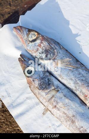 Fischmarkt im Hafen von Essaouira, Marokko Stockfoto