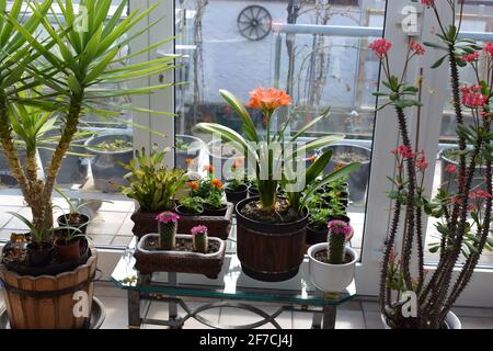 Wintergarten blüht im Frühling Stockfoto