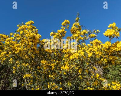 Cilento, Natur, Italien Stockfoto