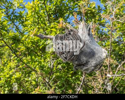Cilento, Natur, Italien Stockfoto