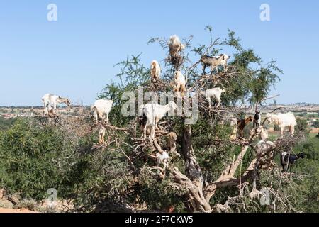 Ziegenherde auf einem Arganbaum in Marokko Stockfoto