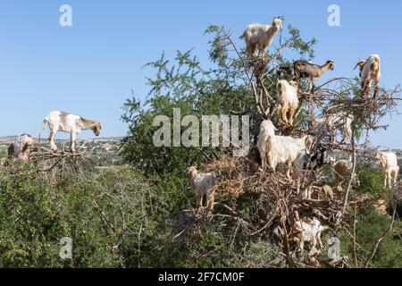 Ziegenherde auf einem Arganbaum in Marokko Stockfoto