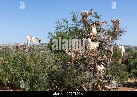 Ziegenherde auf einem Arganbaum in Marokko Stockfoto
