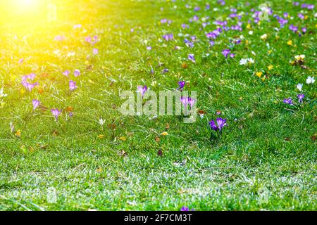 Schöne Krokusse im grünen Gras. Erste Frühlingsblumen. Große Wiese mit Blumen an einem sonnigen Tag. Stockfoto