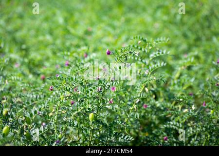 Kichererbsen mit grünen Jungpflanzen auf dem Feld Stockfoto