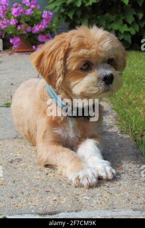 Lhasa Apso Hund liegt in einem Garten Stockfoto