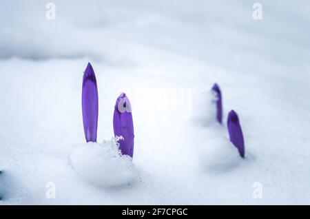Crocus blüht im richtigen Schnee. Krokus blüht im Frühling. Stockfoto