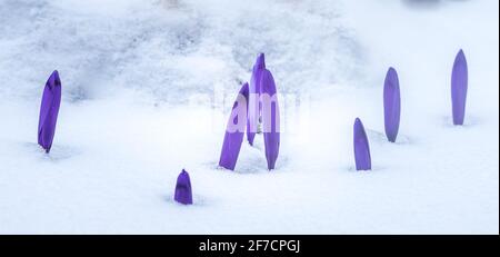 Crocus blüht im richtigen Schnee. Krokus blüht im Frühling. Stockfoto