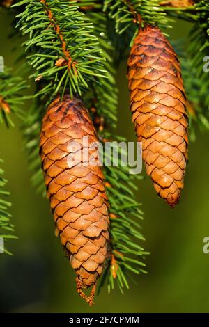 Waldwissenschaft, Silvika. Europäische Fichte, Fichte (Picea excelsa). Reife Zapfen im Herbst. Nordwesten Europas Stockfoto