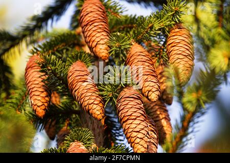 Waldwissenschaft, Silvika. Europäische Fichte, Fichte (Picea excelsa). Reife Zapfen im Herbst. Nordwesten Europas Stockfoto