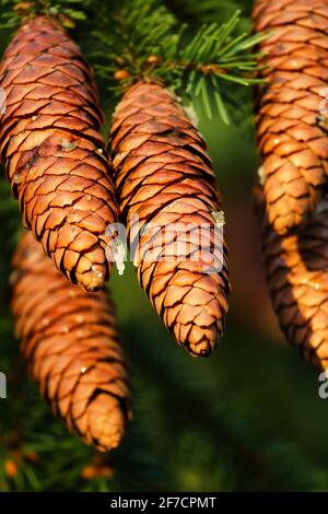 Waldwissenschaft, Silvika. Europäische Fichte, Fichte (Picea excelsa). Reife Zapfen im Herbst. Nordwesten Europas Stockfoto