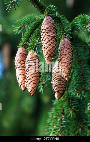 Waldwissenschaft, Silvika. Europäische Fichte, Fichte (Picea excelsa). Reife Zapfen im Herbst. Nordwesten Europas Stockfoto