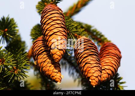 Waldwissenschaft, Silvika. Europäische Fichte, Fichte (Picea excelsa). Reife Zapfen im Herbst. Nordwesten Europas Stockfoto