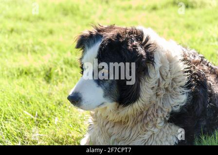 Ältere pensionierte walisische Grenze Collie Schäferhund auf einem Bauernhof in Nordwales Stockfoto