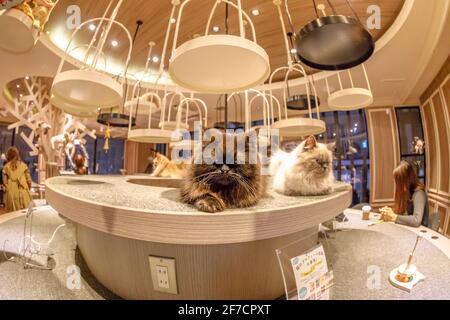 Tokio, Japan - 17. April 2017: Reinrassige Katzen im Cat Cafe Mocha im Shibuya District. CAT Cafe ist ein Cafe, wo Besucher Zeit mit Katzen verbringen Stockfoto
