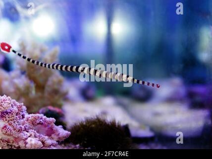 Gebänderte Seeteufel im Riffaquariumbecken - Doryrhamphus dactyliophorus Stockfoto