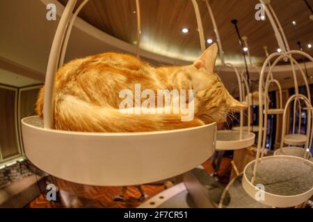 Tokio, Japan - 17. April 2017: Schlafende rote türkische Angora-Katze im Katzencafe Stockfoto