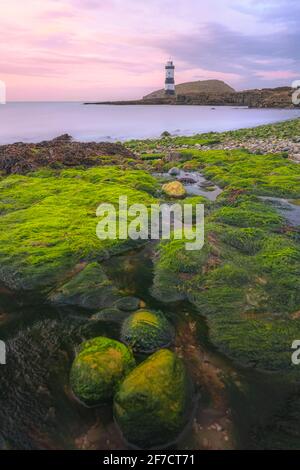 Farbenfrohe, idyllische, rosafarbene Himmel-Sonnenuntergänge oder Sonnenaufgänge am Penmon Point und am Trywn Du Lighthouse entlang der felsigen Küste mit grünen Algen in Anglesey, North Stockfoto