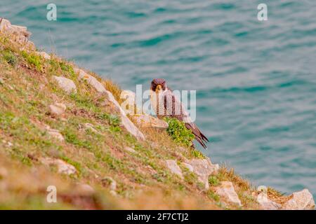 Ein Blick auf einen Sparrow-Falken, der in Ruhe auf einer Dorset-Klippe thront Stockfoto