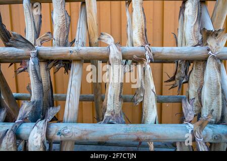 Nahaufnahme einer Menge großer, getrockneter Fische, die an einem Holzständer vor einer orangefarbenen Wand hängen. Fischerdorf reine, Lofoten, Norwegen. Angeln in der Stockfoto