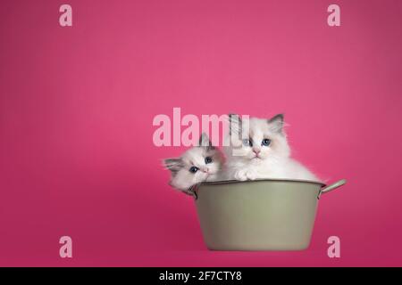 Zwei entzückende Ragdoll Katze Kätzchen, sitzen in der grünen Badewanne. Blick auf die Kamera mit erstaunlichen blauen Augen. Isoliert auf einem rosa Hintergrund. Stockfoto