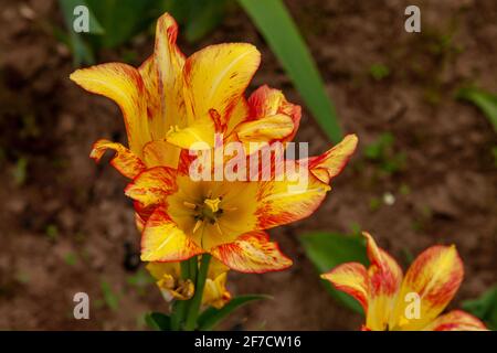 Malerisch gelb-orange Lilien mit großen Blüten Stockfoto