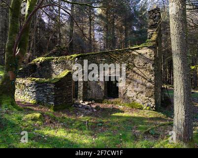 Ein verlassene Haus von Manx Tholtan in Glen Helen, Isle of man, versteckt in Bäumen Stockfoto