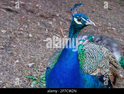 Männlicher indischer Blauer Pfau oder Pavo cristatus oder Blauer Pfau, der frei aus seinem Käfig im Sofia Zoo in Sofia, Bulgarien, Osteuropa, EU, läuft Stockfoto