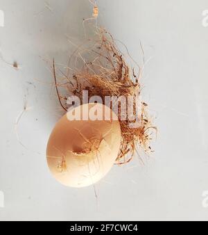Zerbrochenes Ei im Neststockfoto Stockfoto