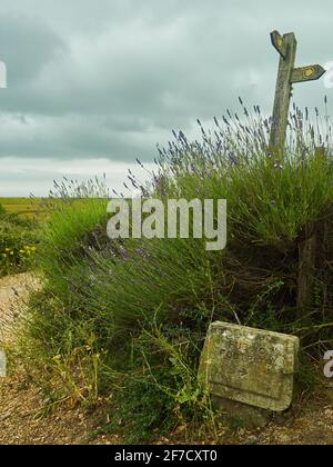 A half-fallen sign post pointing to footpaths across countryside. The sign is almost swamped by a colourful lavender bush, filling most of the frame. Stockfoto