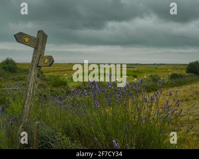 The British countryside - a half-fallen sign post pointing to footpaths in a blooming patch of lavender ahead of rolling verdant pasture land. Stockfoto