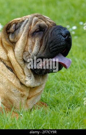 Shar Pei chinesischer Kampfhund mit Falten Stockfoto