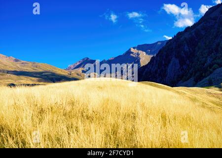 Blick auf den Cerler Gipfel mit einer gelben Wiese ab Ende September. Cerler, Aragon, Spanien Stockfoto