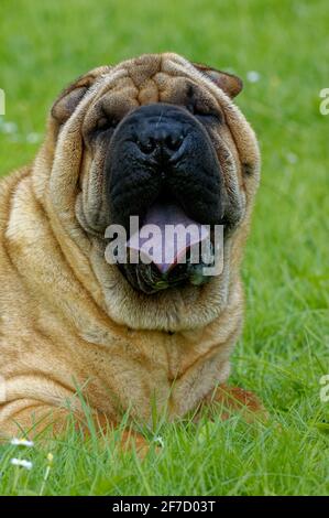 Shar Pei chinesischer Kampfhund mit Falten Stockfoto