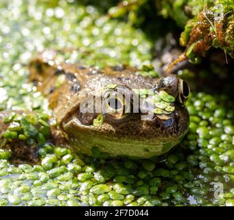 Gewöhnlicher Frosch in Entenkraut in einem Gartenteich Stockfoto