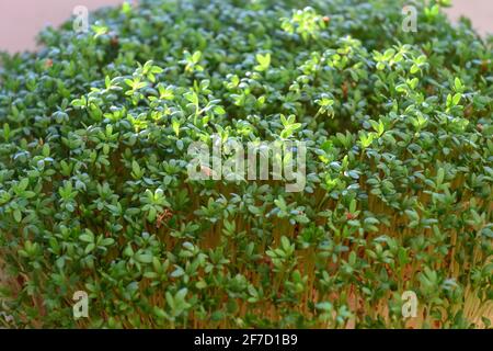 Junge grüne Kresse sprießt. Gartenarbeit im Innenbereich. Stockfoto