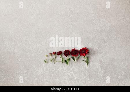 Kreatives Blumenarrangement auf grauem Betongrund, Lebenskonzept, Wachstumsstadien, flaches Lay, Kopierraum. Stockfoto