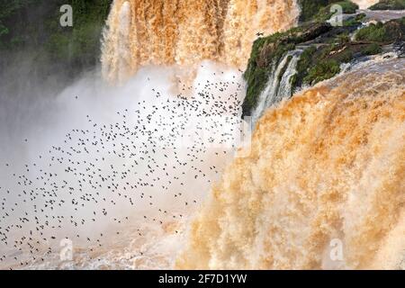 Große dunkle Mauersegler fliegen am Montag an den Saltos del Monday Falls im Stadtpark in der Nähe von Ciudad del Este, Bezirk Presidente Franco, Alto Paraná, Paraguay Stockfoto