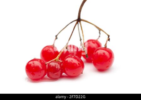 viburnum-Beere auf weißem Hintergrund isoliert Stockfoto