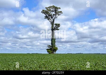 Sojabohnenfeld mit großem einsamen Baum, Rest von dem, was früher als tropischer Regenwald aufgrund der Abholzung in Alto Paraná, Paraguay, war Stockfoto