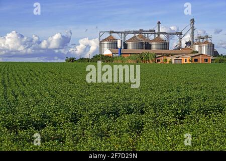 Farm mit großen Comil-Silos zur Lagerung geernteter Sojabohnen/Sojabohnen inmitten von Sojabohnenfeldern im ländlichen Alto Paraná, Paraguay Stockfoto