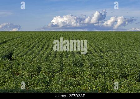 Sojabohnenfeld zur Herstellung von Sojabohnen/Sojabohnen im ländlichen Alto Paraná, Paraguay Stockfoto