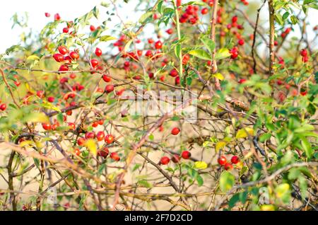 briar Busch auf dem Feld Stockfoto