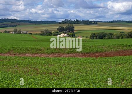 Bauernhof und Sojabohnenfeld für die Produktion von Sojabohnen / Sojabohnen in der ländlichen Umgebung von Itapúa, Paraguay Stockfoto