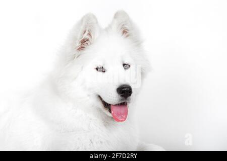 Das wunderschöne samoyed macht einen charmanten und fröhlichen Ausdruck. Porträt isoliert auf weißem Hintergrund Stockfoto