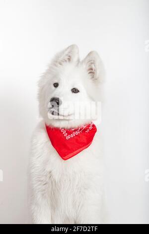 Wunderschöne Samoyed auf weißem Studiohintergrund mit rotem Schal Seinen Hals Stockfoto