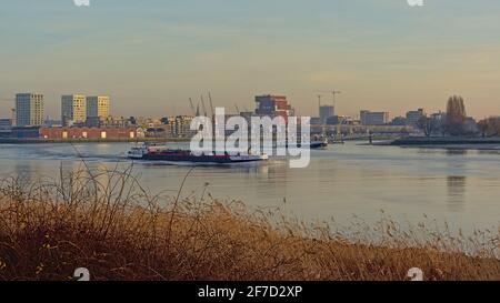 Frachtschiff auf der Schelde im Hafen von Antwerpen bei warmem, sonnigem Abendlicht, mit Wolkenkratzern im Hintergrund. Flandern, Belgien Stockfoto