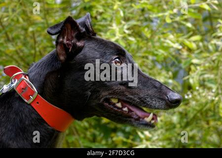 Greyhound.Adult Portrait, laufenden Hund im Freien Nahaufnahme. Stockfoto