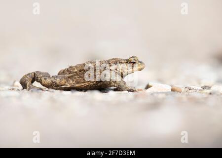 Eine gewöhnliche Kröte (Bufo bufo) während der Wanderung über die Straße Stockfoto